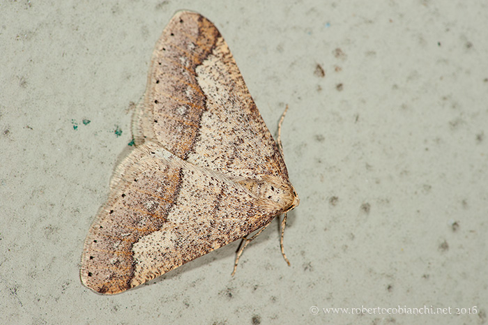 da identificare - Agriopis marginaria